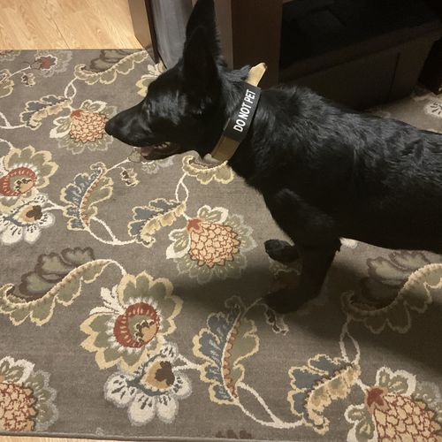 Customer photo review of Metal-Buckle Tactical K9 Dog Collar With Hook & Loop Panel & Top Handle