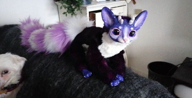 Customer photo review of Ring-tailed cat