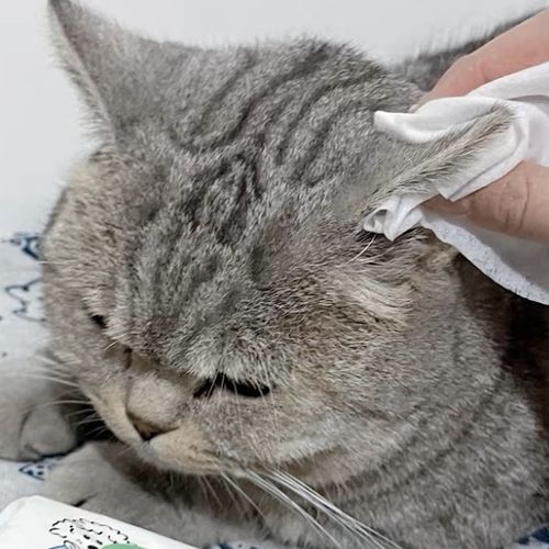 Customer photo review of Michu Cotton Bubble Cat/Dog Wipes 80pc Pack