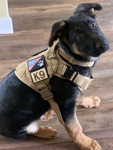 Customer photo review of 10-In-1 Tactical K9 Harness System - Full Set Dog Harness Bundle (Includes: Tactical No-Pull Dog Harness + Bungee Leash + Collar + MOLLE Pouches + First Aid Kit + 12 Hook & Loop Patches + Dog Goggles + Safety Belt + Travel Water Bowl + Dog Waste Bags)