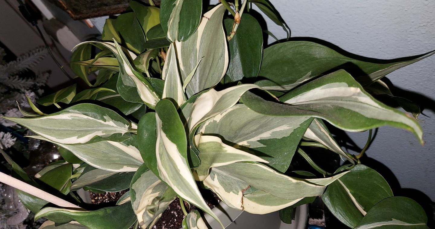 Customer photo review of 4" Philodendron hederaceum 'Rio'