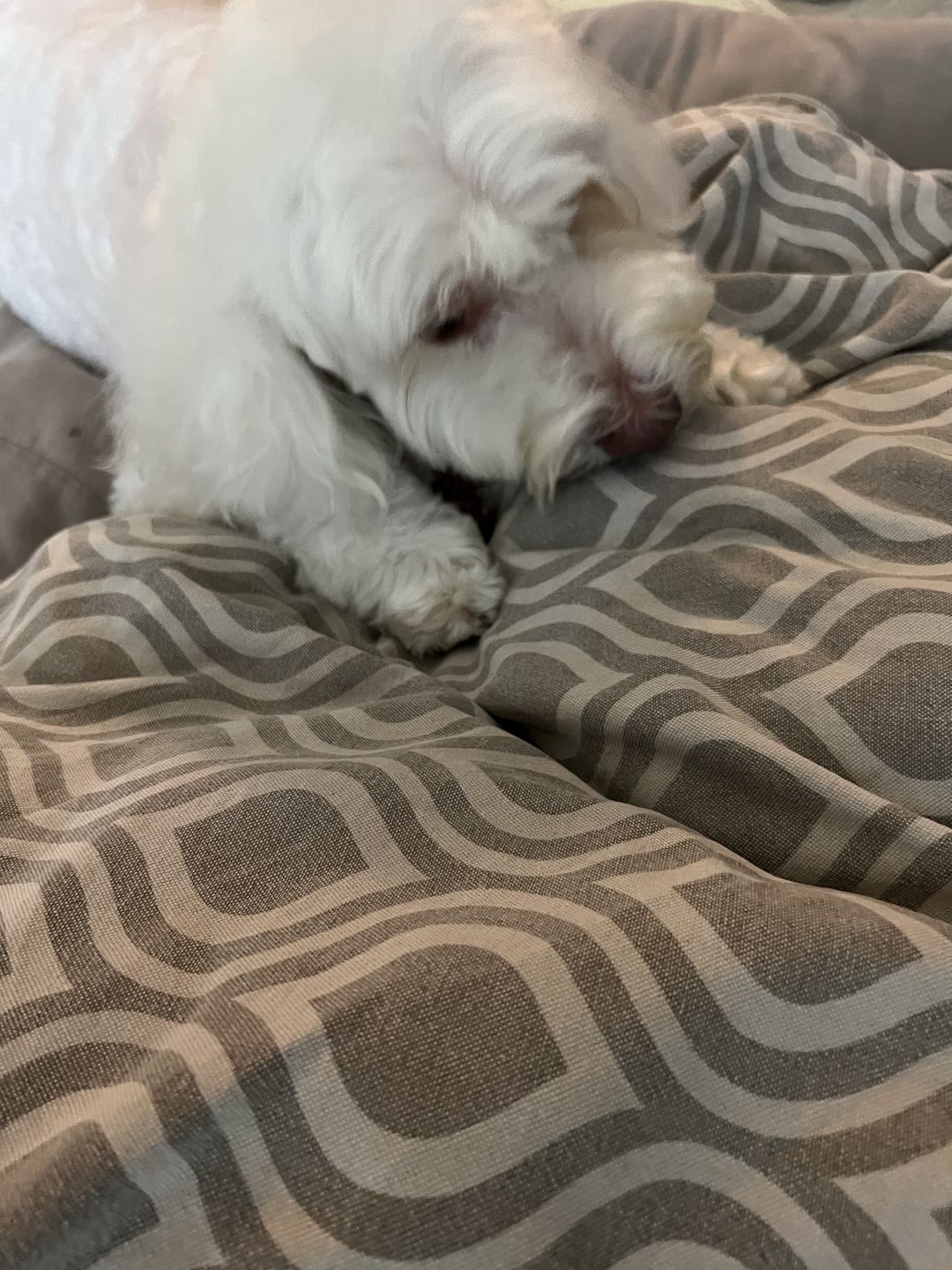 Customer photo review of Dental Chew (Large Package)
