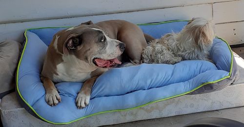 Customer photo review of PaWz Pet Cooling Sofa Bed