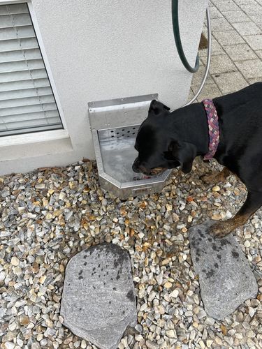 Customer photo review of Pet Rehydration Station