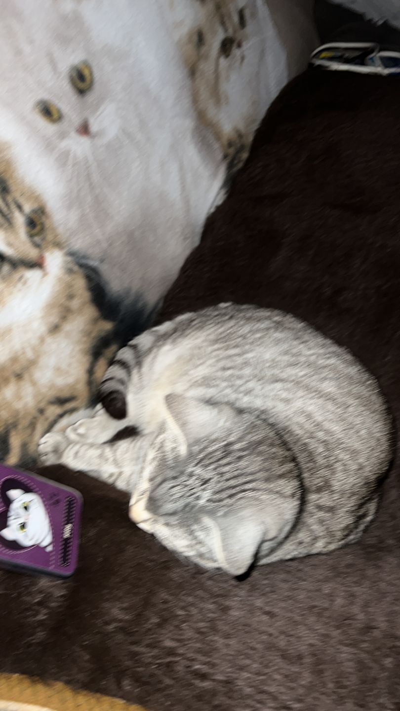 Customer photo review of Katzenherz Lederoptik  - Individuelle Handyhülle