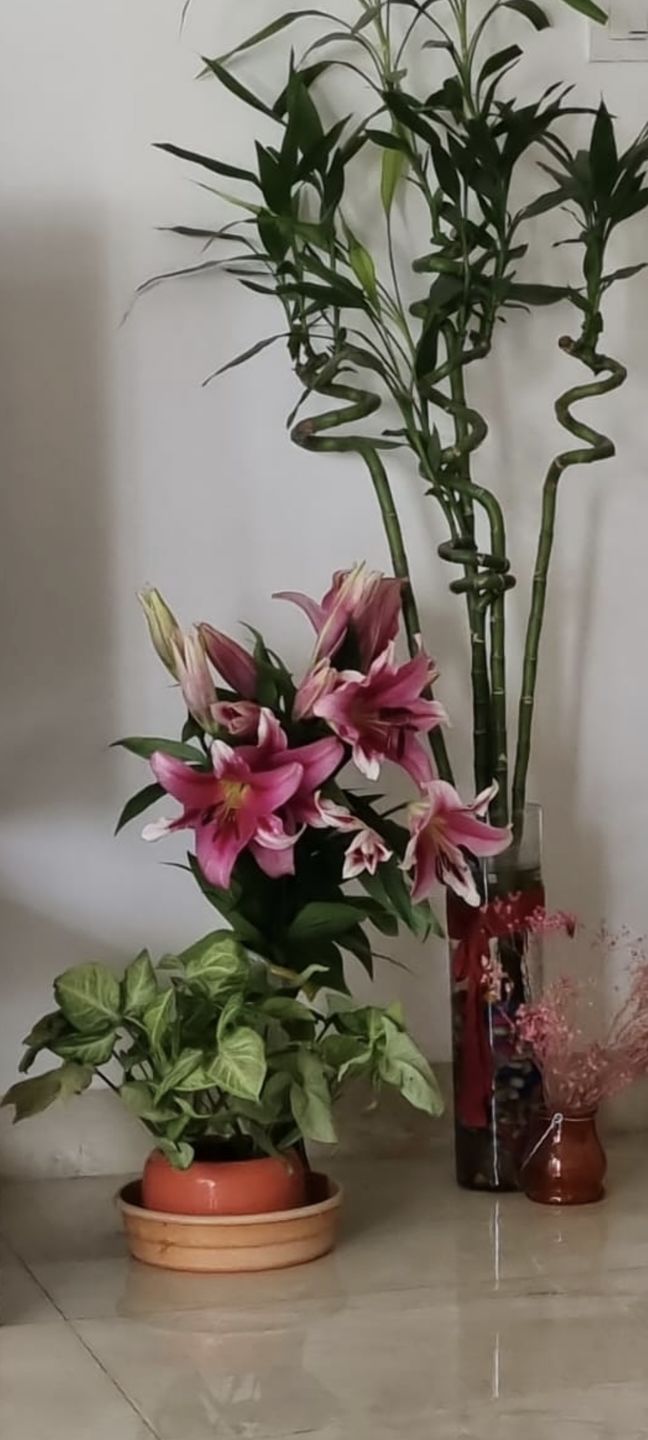 Customer photo review of Oriental Lily