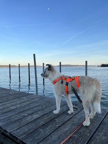 Customer photo review of PREMIUM Sicherheitsgeschirr gepolstert, Panikgeschirr