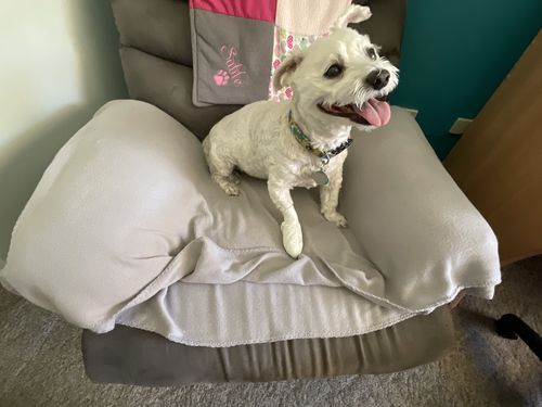 Customer photo review of Christmas Gift Giveaway: Hemp Seed Oil + Free pack of Doggie Wipes