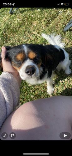 Customer photo review of Collier Anti Aboiement PuppySafe