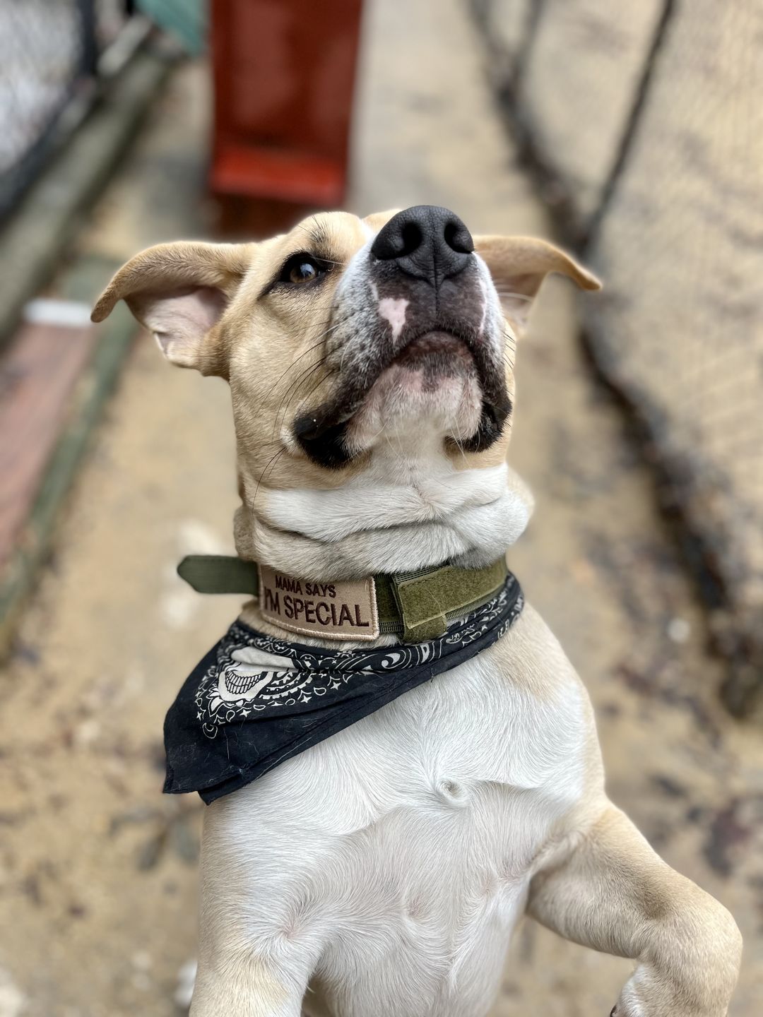 Customer photo review of 'Mama Says I'm Special' Hook & Loop Patch For Harness