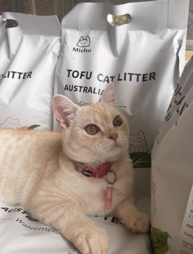 Customer photo review of Michu Natural Clumping Tofu Cat Litter 2.5kg/6L