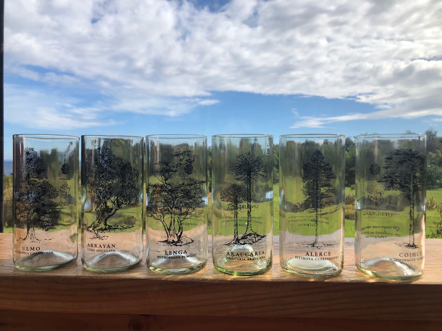 Customer photo review of Juego de 6 Vasos Árboles de Chile