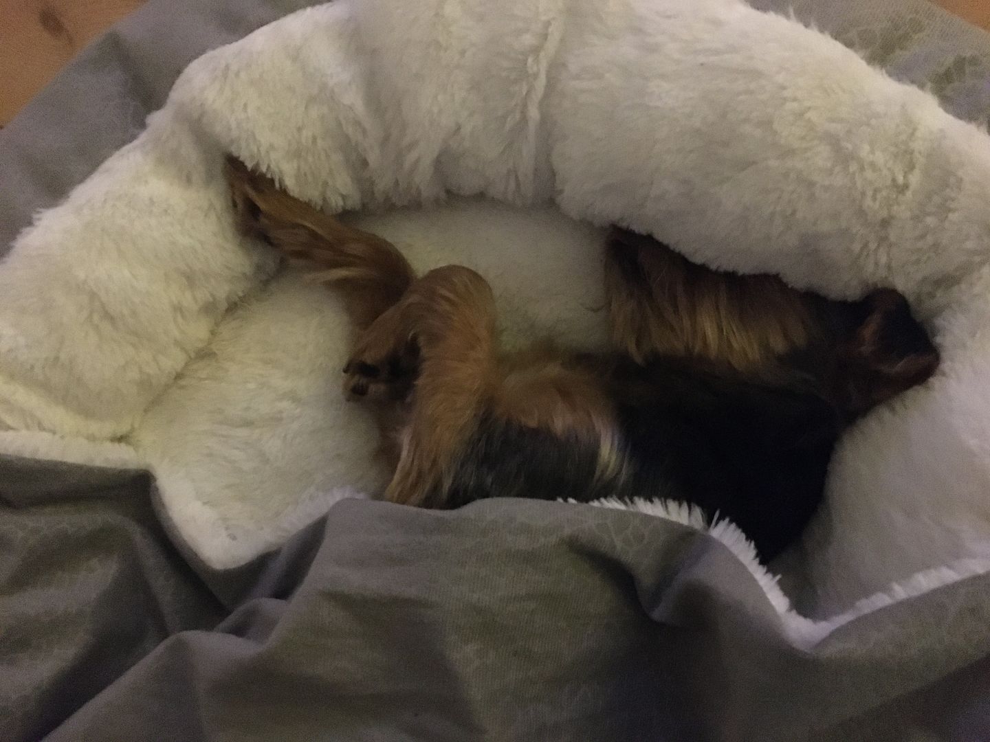 Customer photo review of *Neu*Emmalove - Kuschelhöhle für Hunde