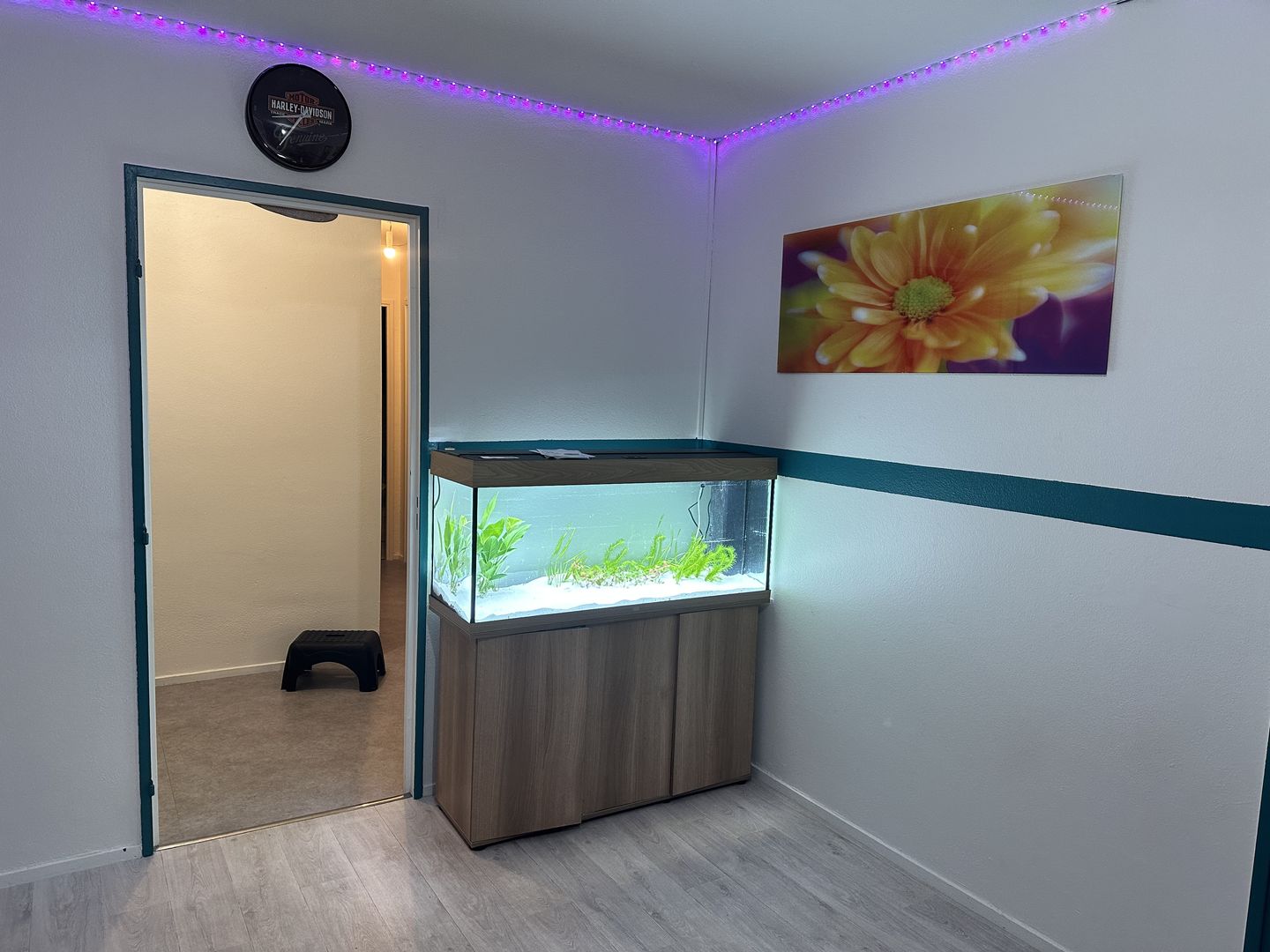 Customer photo review of Aquarium Rio 240 LED Chêne Équipé JUWEL - 240L