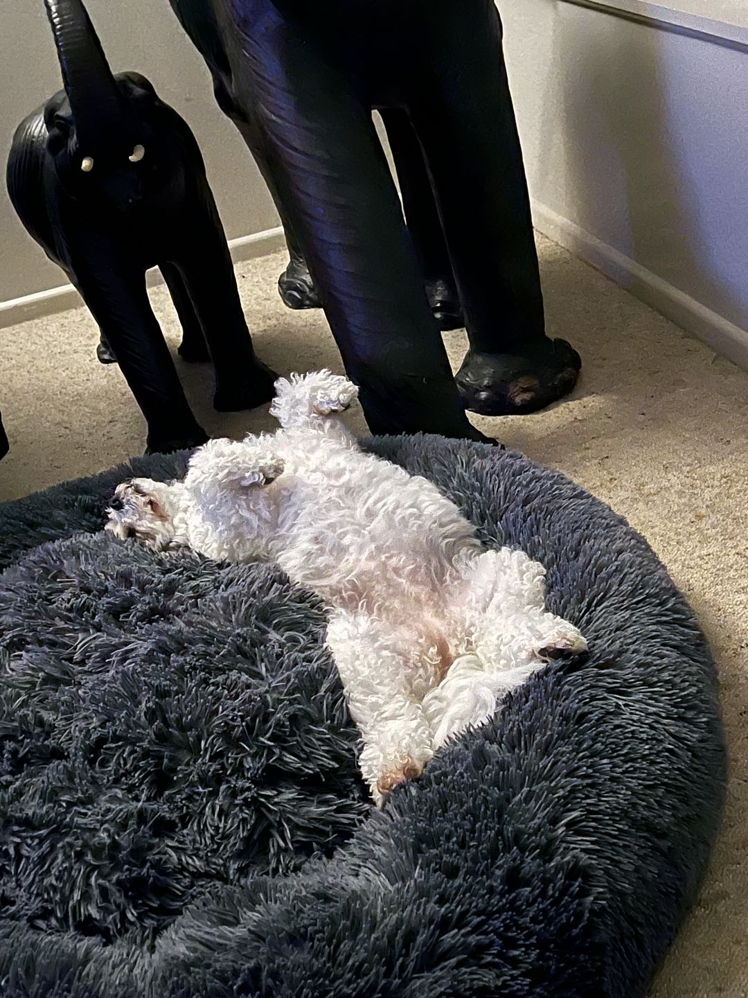 Customer photo review of Matching Calming Blanket
