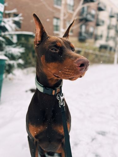 Customer photo review of Sage Collar - Recycled Ripstop