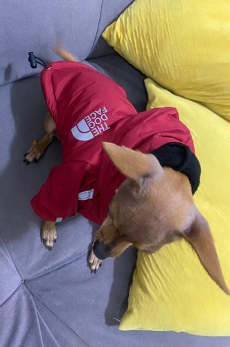 Customer photo review of Giacca "The Dog Face" X "Pupreme" Rossa Personalizzabile Con Nome