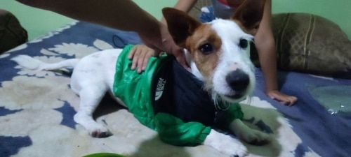 Customer photo review of Piumino "The Dog Face" Verde Personalizzabile con nome