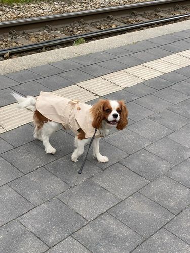 Customer photo review of Trench Beige