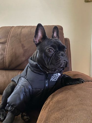 Customer photo review of Piumino "The Dog Face" Nero Personalizzabile con nome