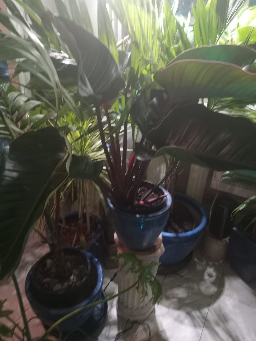 Customer photo review of Philodendron Red Congo, Tropical Forest Plant