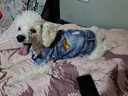 Customer photo review of Giacca Di Jeans con Toppe Chiara