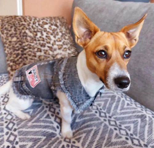 Customer photo review of Giacca Di Jeans con Toppe Scura