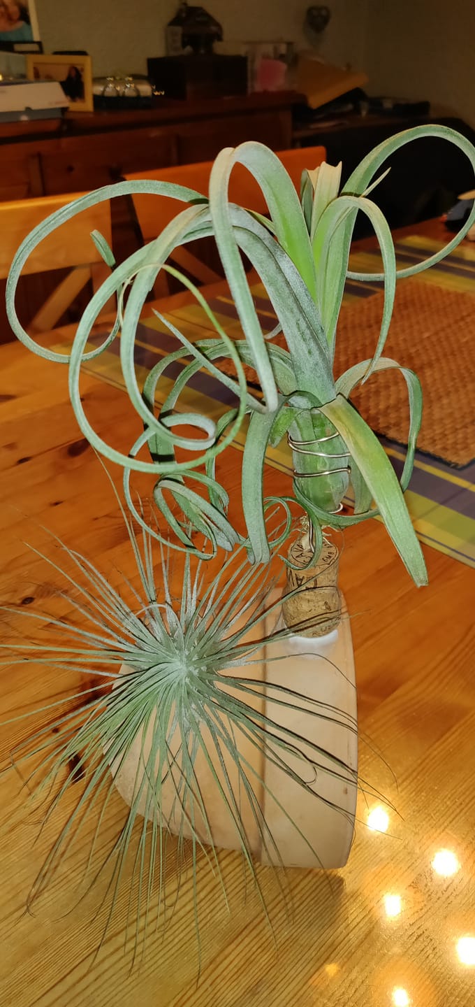 Customer photo review of Tillandsia "Curly Slim" - intermedia x streptohphylla