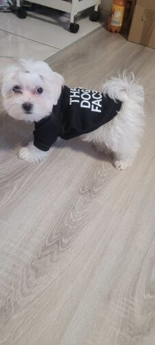 Customer photo review of Felpa "The Dog Face" Nera Personalizzabile con nome