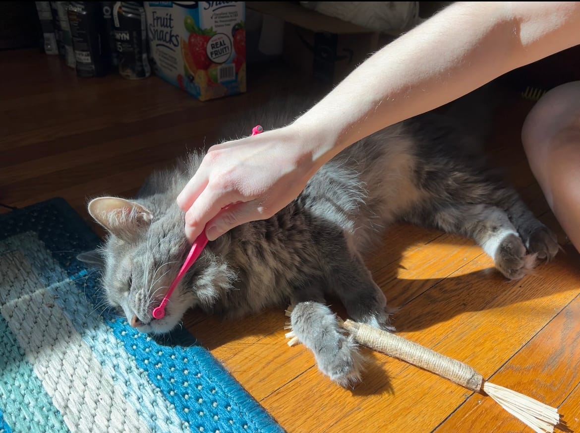 Customer photo review of RYERCAT Dual Sided Cat Toothbrush