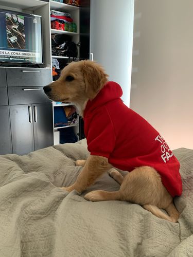 Customer photo review of Felpa "The Dog Face" Rossa Personalizzabile con nome