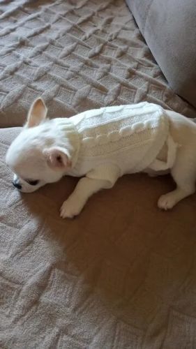 Customer photo review of Maglioncino Dolcevita Bianco