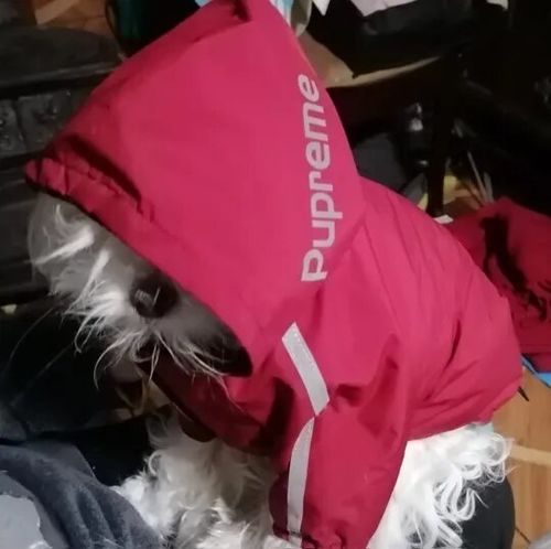 Customer photo review of Giacca "The Dog Face" X "Pupreme" Rossa Personalizzabile Con Nome