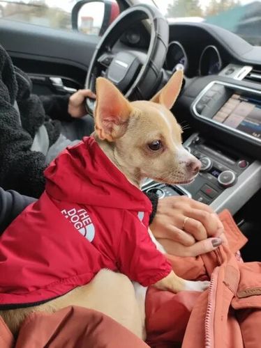 Customer photo review of Giacca "The Dog Face" X "Pupreme" Rossa Personalizzabile Con Nome