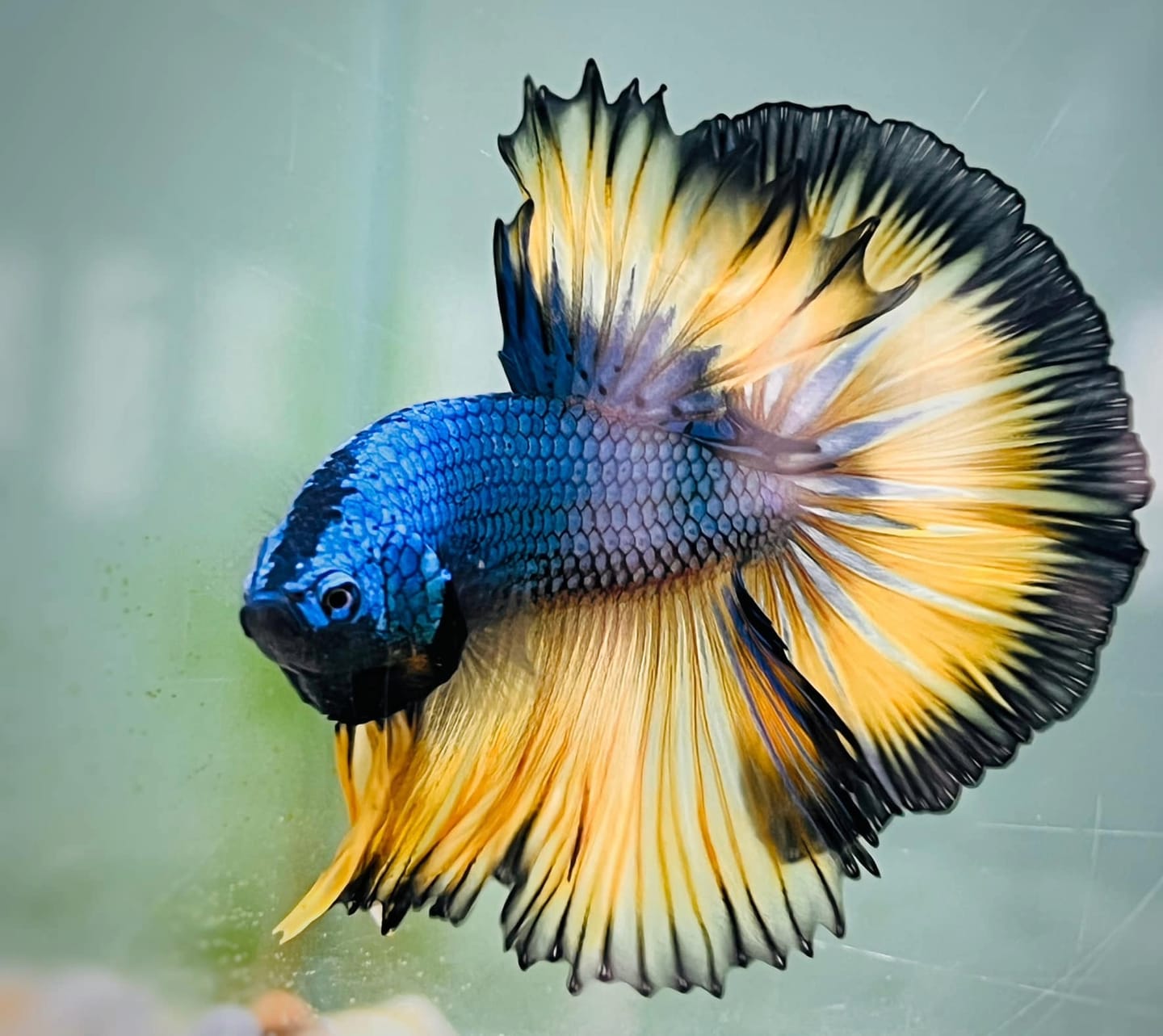 Customer photo review of Mustard Gas Blue Halfmoon Male Betta Fish
