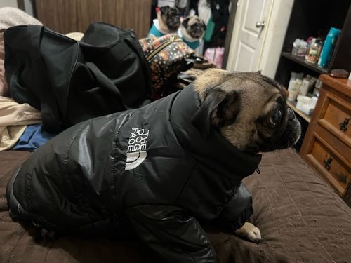 Customer photo review of Piumino "The Dog Face" Nero Personalizzabile con nome