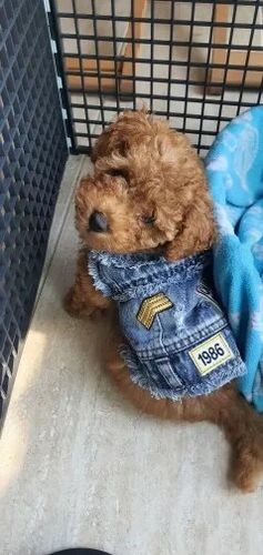 Customer photo review of Giacca Di Jeans con Toppe Chiara