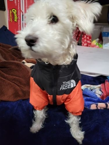 Customer photo review of Piumino "The Dog Face" Arancione Personalizzabile con nome