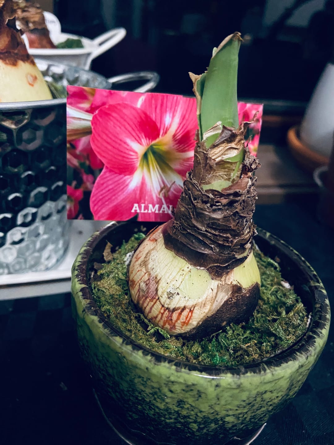 Customer photo review of Hippeastrums | Amaryllis