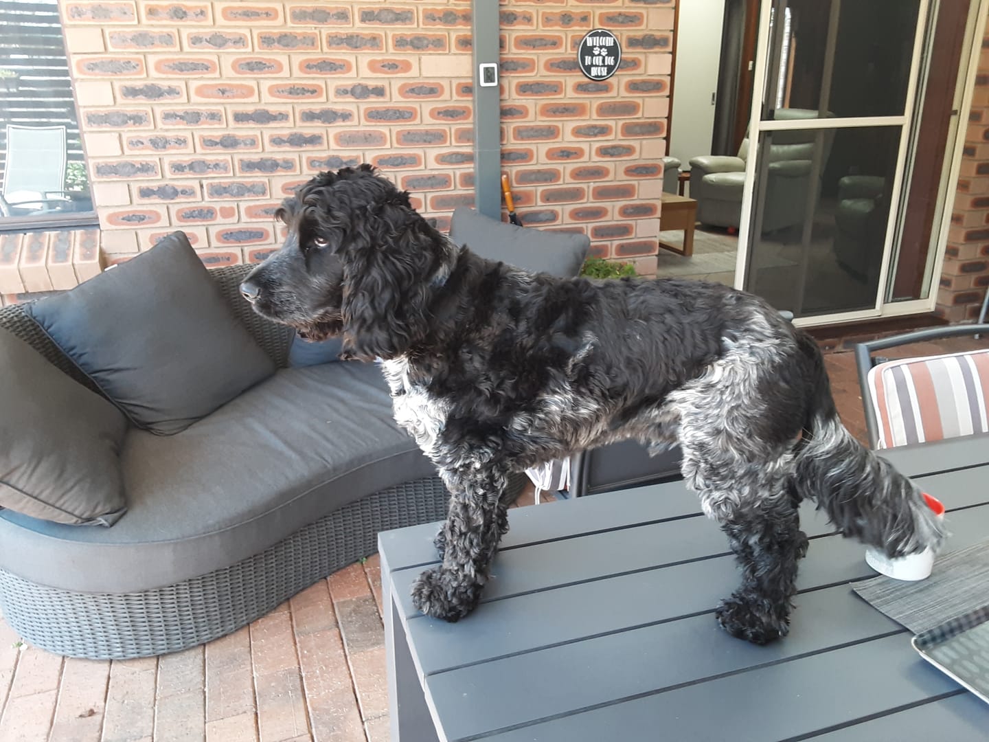 Customer photo review of Fur King Dog Clippers