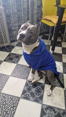 Customer photo review of Felpa "The Dog Face" Blu Personalizzabile con nome