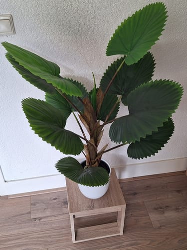 Customer photo review of Kunst Waaierpalm 90cm