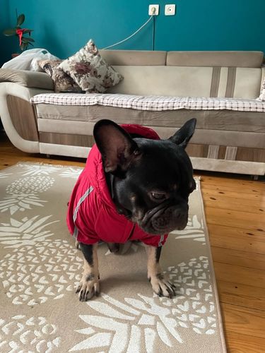 Customer photo review of Giacca "The Dog Face" X "Pupreme" Rossa Personalizzabile Con Nome