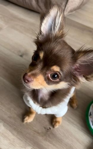 Customer photo review of Maglioncino Dolcevita Bianco