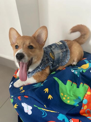 Customer photo review of Giacca Di Jeans con Toppe Chiara