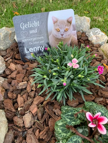 Customer photo review of Katzen Gedenktafel mit Foto & Spruch (UV- UND WETTERFEST)