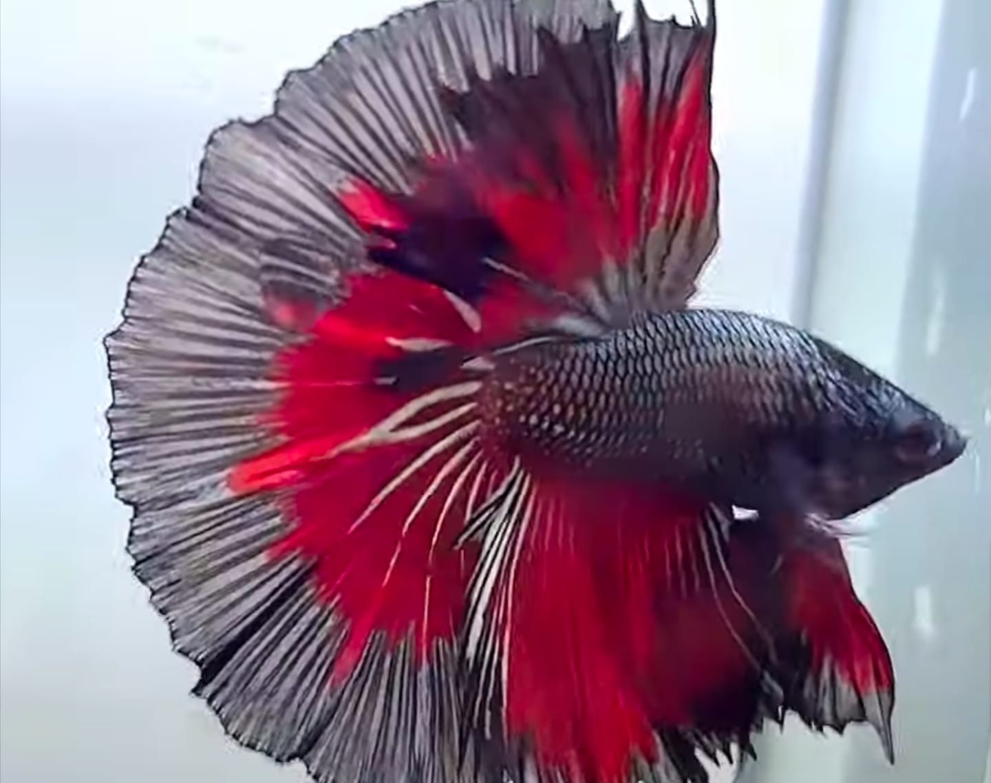 Customer photo review of Red Copper Halfmoon Male Betta Fish