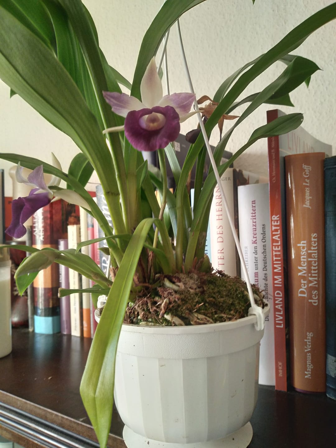 Customer photo review of Cochleanthes im Ampeltopf mit blau-violetten Blüten
