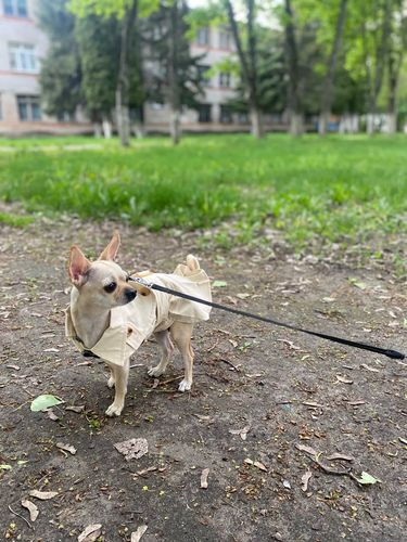 Customer photo review of Trench Beige