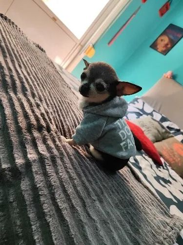 Customer photo review of Felpa "The Dog Face" Grigia Personalizzabile con nome